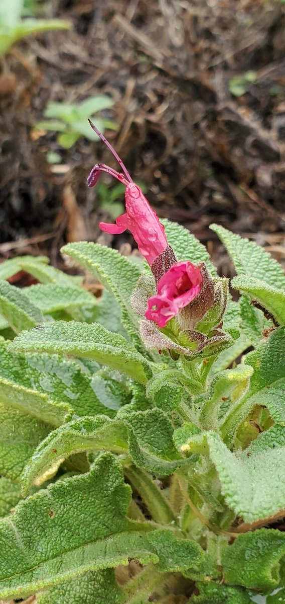 EBAinLA's tweet photo. Precious Water Falls
Gloriously Rain Drenched
SoCal Tears of Joy
🥀
Autumn in the West
Unbearable Heat Followed
By a Cold Shower
🌻
#thinkglobalplantlocal #californiafuschia 
#Oenotheraelata #Heuchera #Salviaspathacea #EpilobiumSierraSalmon
#CaliforniaNativePlants #aftertherain💧 https://t.co/wnqhl0KgKj