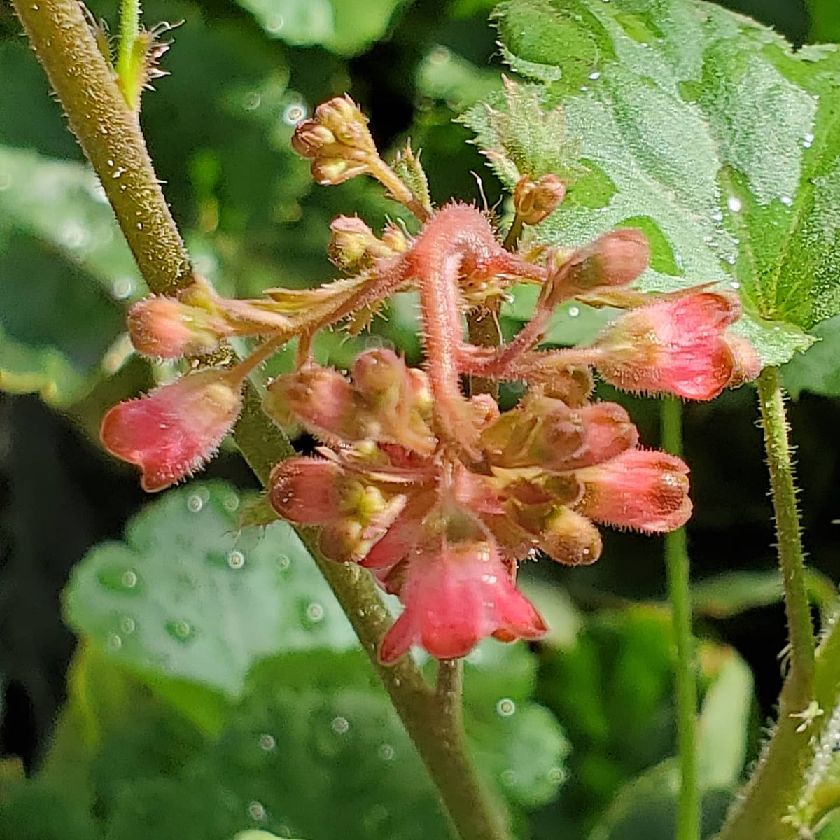 EBAinLA's tweet photo. Precious Water Falls
Gloriously Rain Drenched
SoCal Tears of Joy
🥀
Autumn in the West
Unbearable Heat Followed
By a Cold Shower
🌻
#thinkglobalplantlocal #californiafuschia 
#Oenotheraelata #Heuchera #Salviaspathacea #EpilobiumSierraSalmon
#CaliforniaNativePlants #aftertherain💧 https://t.co/wnqhl0KgKj