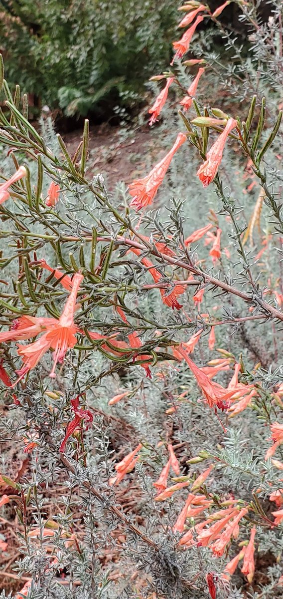EBAinLA's tweet photo. Precious Water Falls
Gloriously Rain Drenched
SoCal Tears of Joy
🥀
Autumn in the West
Unbearable Heat Followed
By a Cold Shower
🌻
#thinkglobalplantlocal #californiafuschia 
#Oenotheraelata #Heuchera #Salviaspathacea #EpilobiumSierraSalmon
#CaliforniaNativePlants #aftertherain💧 https://t.co/wnqhl0KgKj