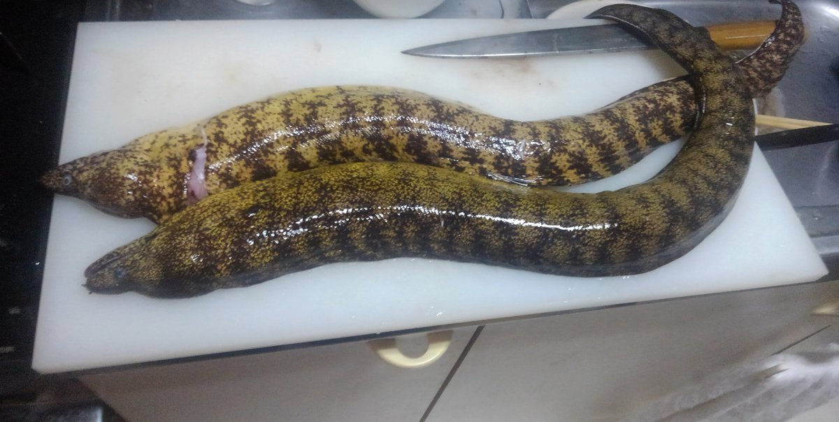 千葉県シーバス釣り 千葉県シーバス釣り