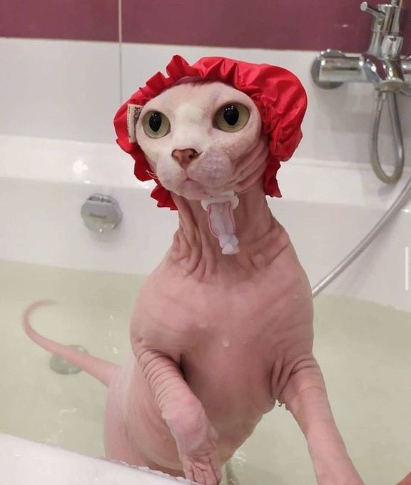 Como hay gente que le dan asco Los Gatos esfinge? Aliens hermosos💖💖💖 https://t.co/afKJZRiWUg