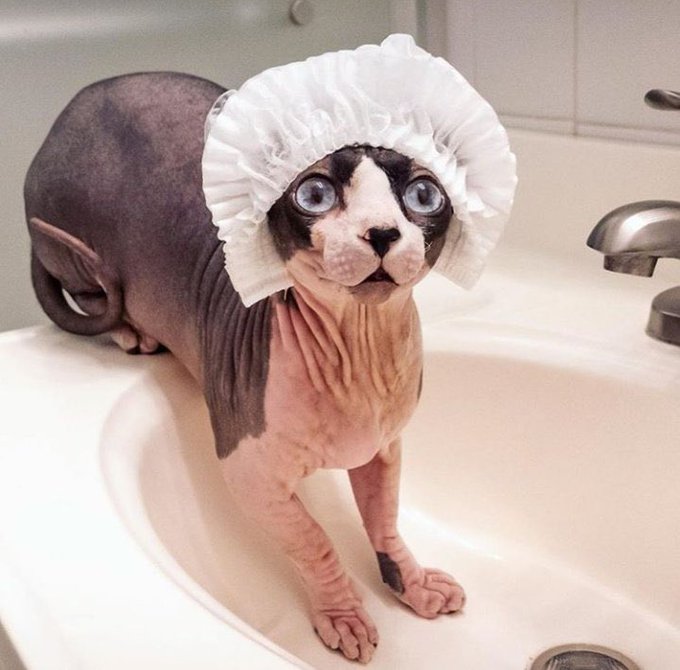 Como hay gente que le dan asco Los Gatos esfinge? Aliens hermosos💖💖💖 https://t.co/afKJZRiWUg