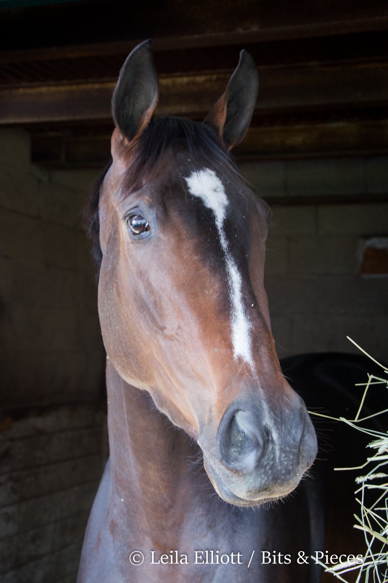 _Leila_Elliott_'s tweet photo. #RushingFall has been such an incredible athlete to follow. So glad this queen has found herself with @coolmorestud. @e5Racing https://t.co/WfbG4x4i05
