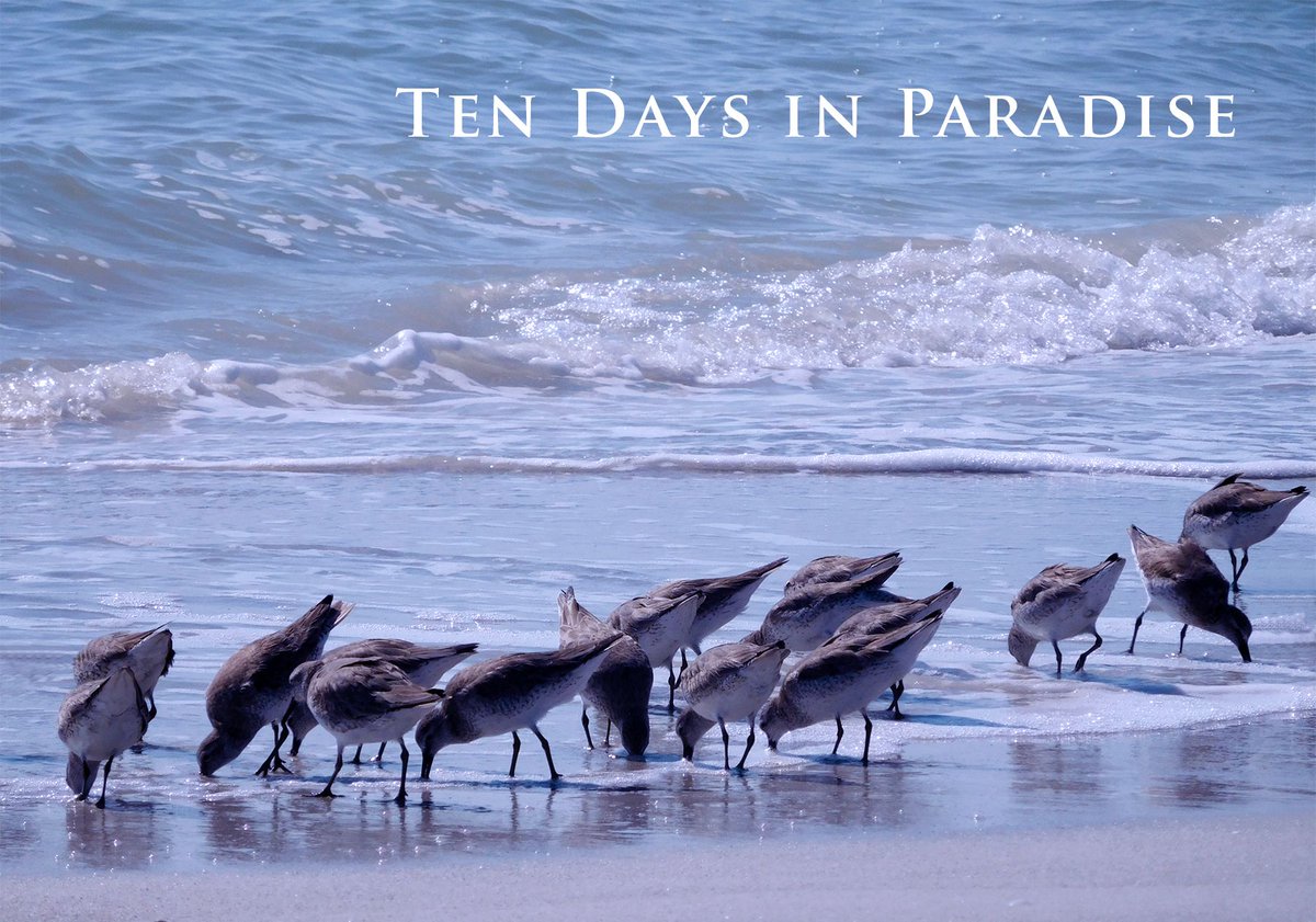 LindaAbbott55's tweet photo. "I could feel, see, and hear the tropical paradise."
⛱ TEN DAYS IN PARADISE ⛱
https://t.co/ppdLX4ePX8 
#KindleUnlimited 🌊🌊
#WeekendReads #WhatToRead #BookShelf 
#WomensFiction #LoveAffair #BeachReading
#Tropical #IslandReads #Books
#FloridaFiction #Kindle #Audible🌴🌞🌊 https://t.co/s5O186oiPa