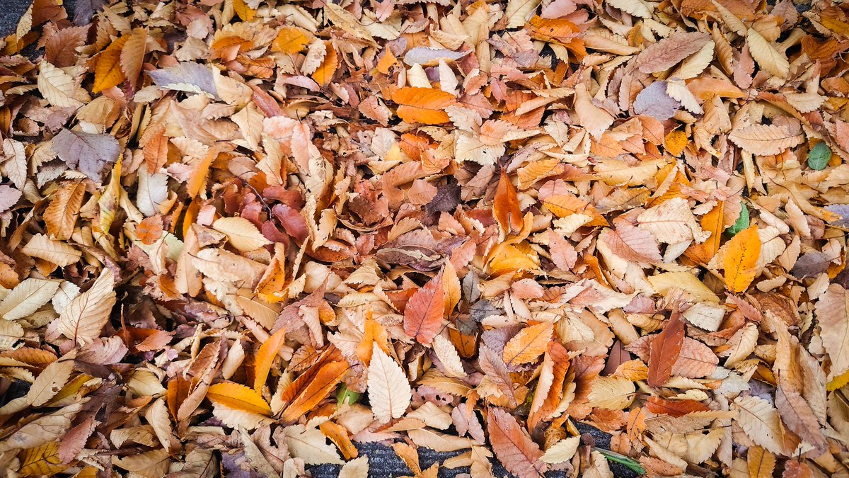 mo_ttitti's tweet photo. #autumn #photo #xperia1II https://t.co/xG267lr3XO