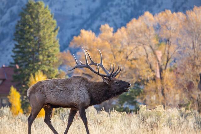 NatlParkService's tweet photo. Rare image of an elk grazing in a beautiful meadow and stepping on a lego.⁣
⁣
Image: Bull elk bugling at mammoth Hot Springs @YellowstoneNPS /Neal Herbert⁣
⁣
#FindYourPark https://t.co/4tLjIGp1Q7