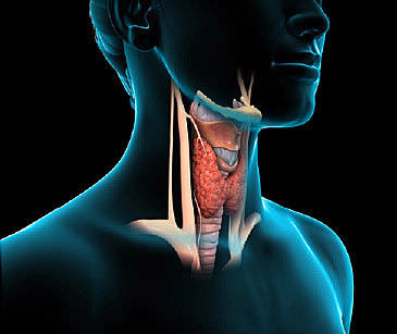 HealthFitn2's tweet photo. Discover How women are using This 30 second Thyroid Technique to switch on their #1 Fat Burning Hormone and see a flat and firm belly in only 21 days
https://t.co/VYQTn1Nc0X
#thyroid #health #healthy #healthcare #healthylifestyle #thyroidstories #thyro  #thyroidfunction https://t.co/FMd7WsIgXT