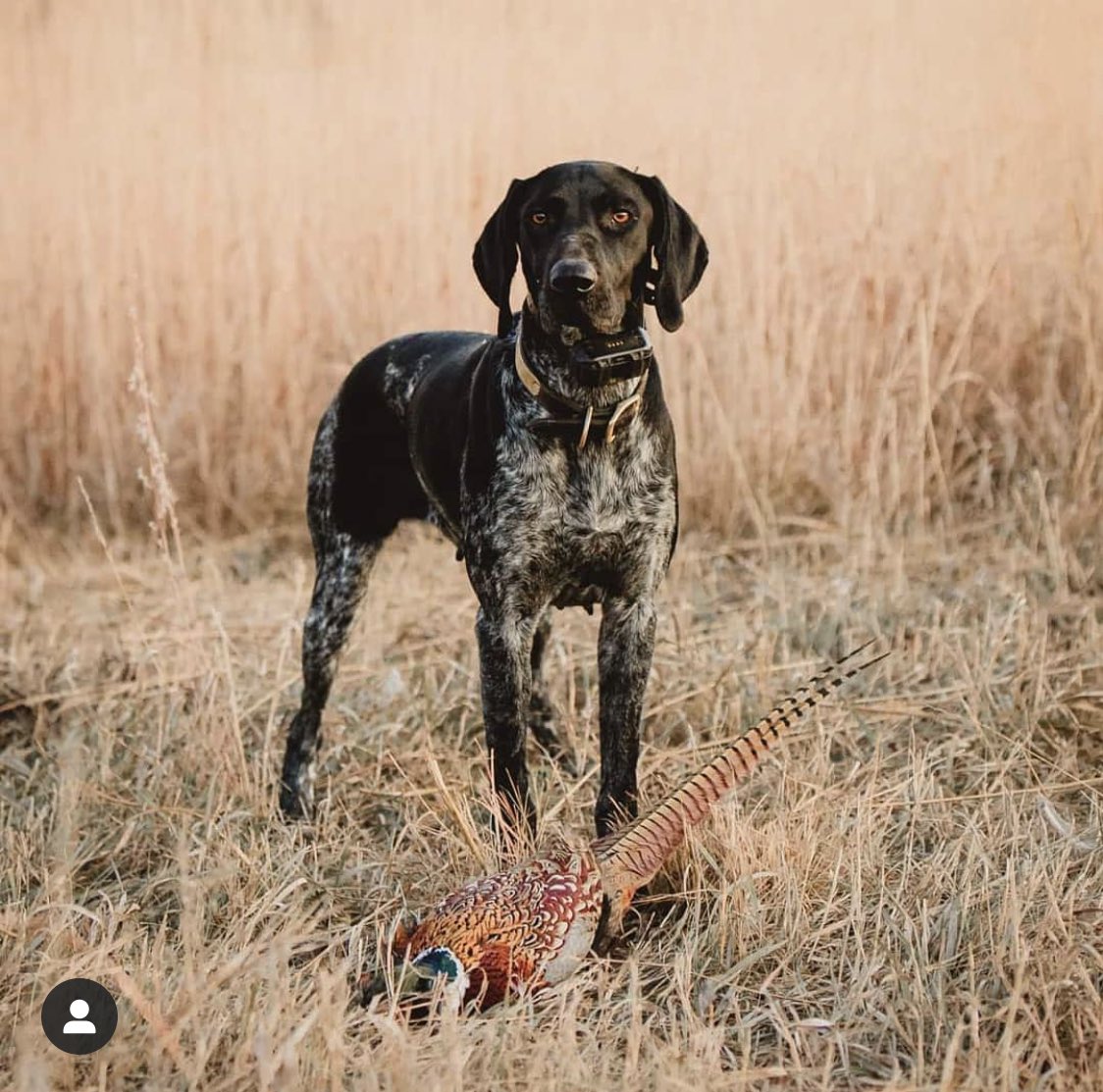 OrangeDogOutfit's tweet photo. It’s Sunday. Did your dog bring your dinner home? 📸 @akillerlady #wildgame #orangedogoutfitters #gsp #germanshorthairedpointer #germanshorthair #birddog #gundog #wingshooting #upland #uplandhunting #pheasanthunting #pheasant #rooster #pointingdog @garminfishhunt https://t.co/22C0TAwPy5