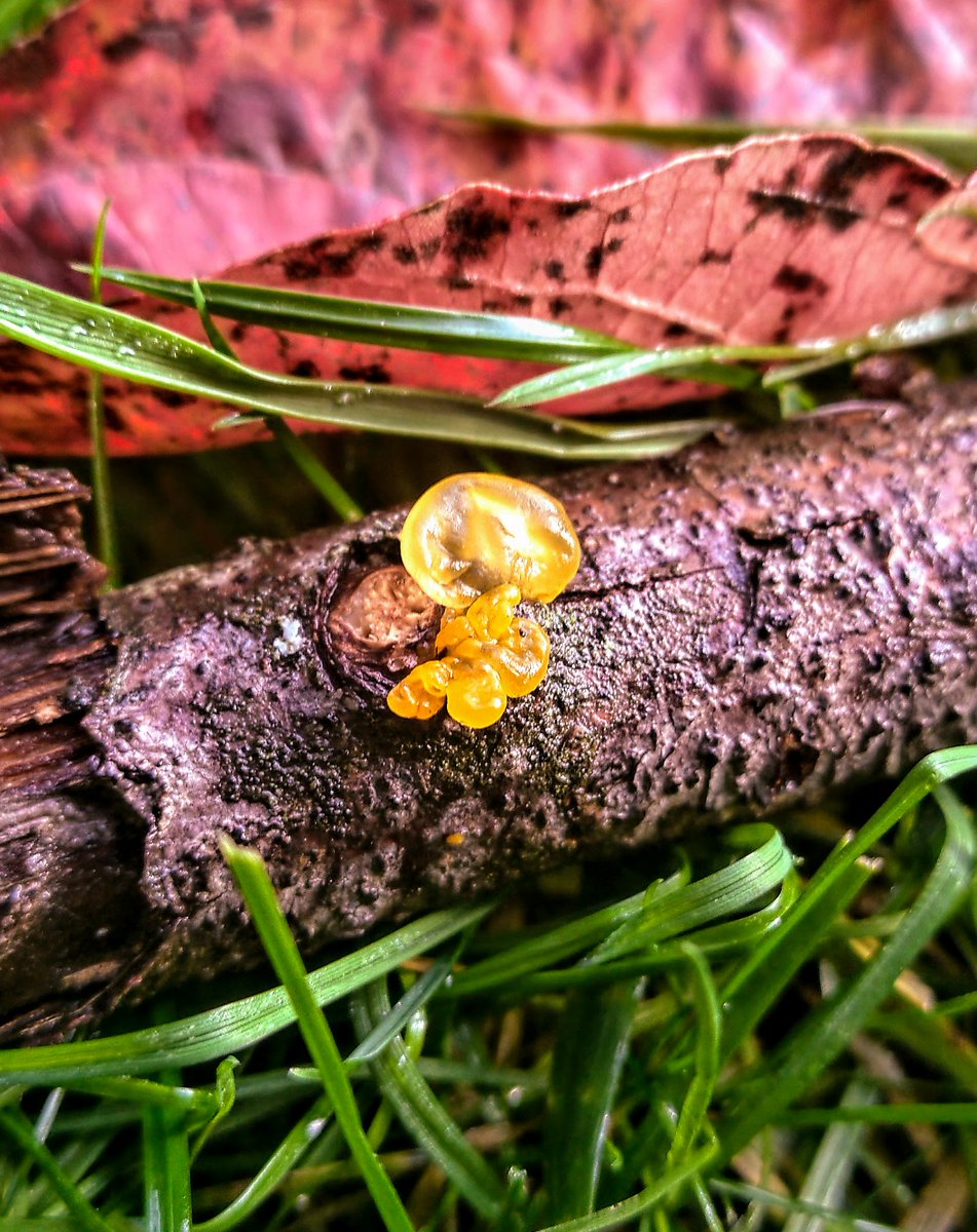 Brady MacDonald tweet media