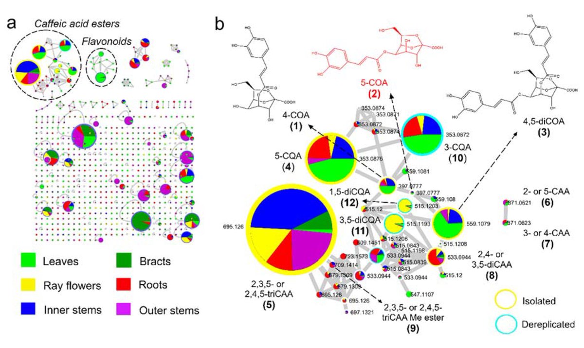 MetabolitesMDPI's tweet photo. #MDPIMetabolites 📗"Feature-Based #MolecularNetworking to Target the Isolation of New #CaffeicAcid Esters from Yacon (Smallanthus sonchifolius, Asteraceae)" by Eloy Fernandez-Cusimamani team https://t.co/CNJAn5Eo0Z #metabonomics #massspectrometry #chromatography https://t.co/2uAkyWI1Gx