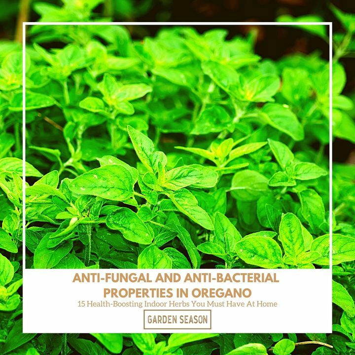 Oregano has always been known to have antibacterial properties. Apparently, the herb contains a powerful antibacterial essential compound called carvacrol. This accounts for oregano’s ability to help inhibit bacterial growth.

bit.ly/indoor-herbs-h…