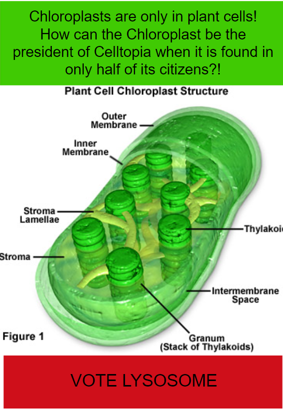 Lysosome2020pd1's tweet photo. Don't vote for a organelle that only lives in plant cells! @Chlor_OPLast doesn't do anything at all for animal cells! Vote Lysosome! https://t.co/qHLJgcAIM1