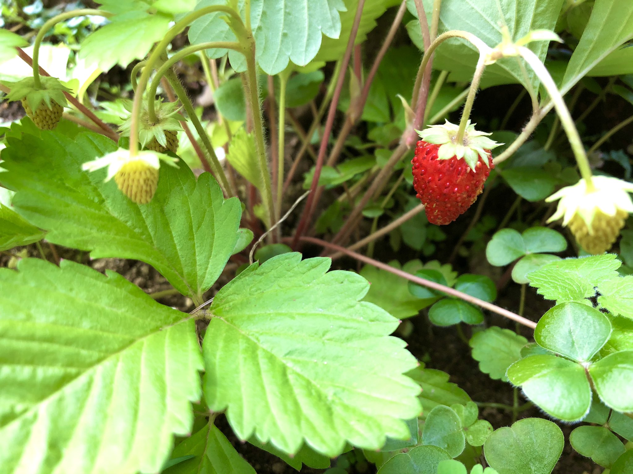 星崎真紀 魔法のリノベ令和版連載中 ワイルドストロベリー初収穫 甘い めっちゃ美味しい 葉が通年緑で可愛いのでブルーベリーの下草として植えたのだけど年に2回花が咲き実がつく これは楽しみ O O お庭 ガーデニング T Co 2uwwe4bwzd