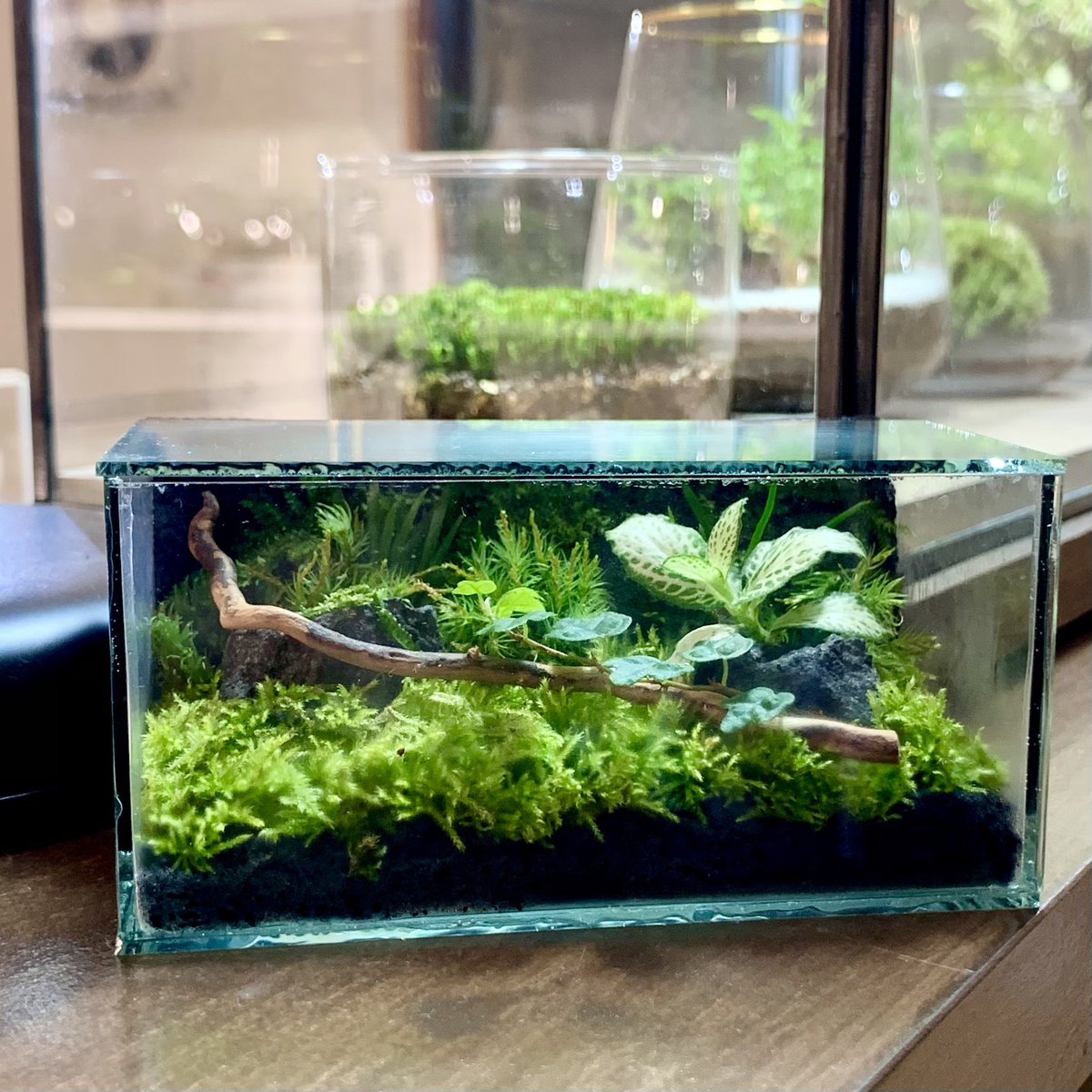 Theonlyone Bottleterrarium Bottleterrarium Twitter Theonlyone Bottleterrarium Bottleterrarium Twitter