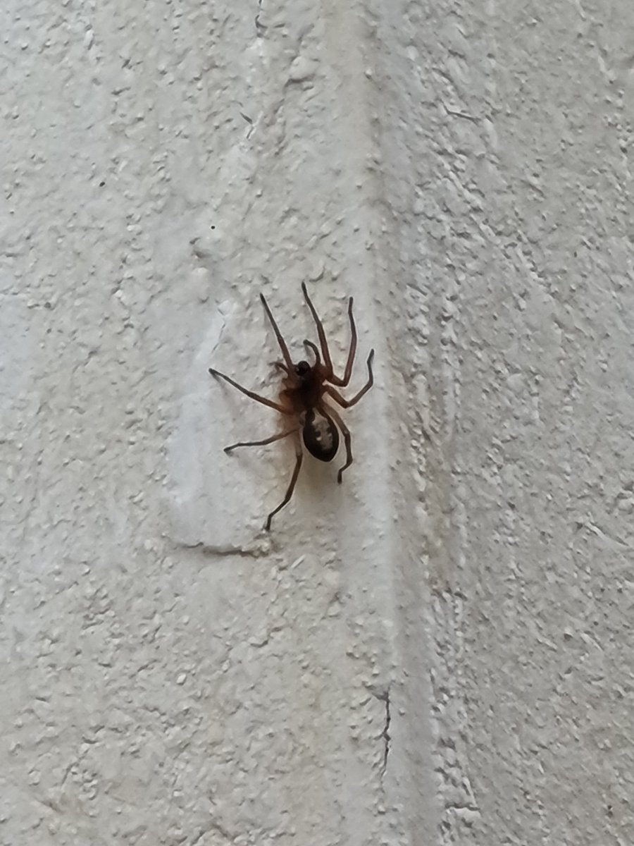 Hola <a href="/Arachno_Cosas/">Soy aracnólogo, pregúntame lo que quieras</a> me podrías ayudar a identificar esta araña, en Huixquilucan, Edo Mex