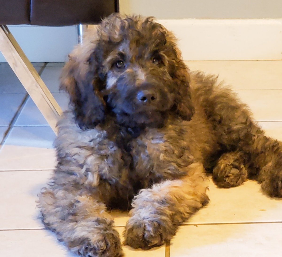 doodlechester's tweet photo. I have a new fuzzy goldendoodle brother. His name is Gryffon and I love him. https://t.co/yFFH4P9aOa