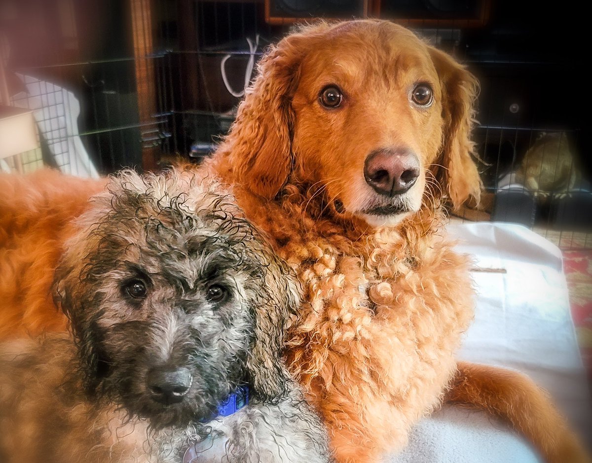doodlechester's tweet photo. I have a new fuzzy goldendoodle brother. His name is Gryffon and I love him. https://t.co/yFFH4P9aOa