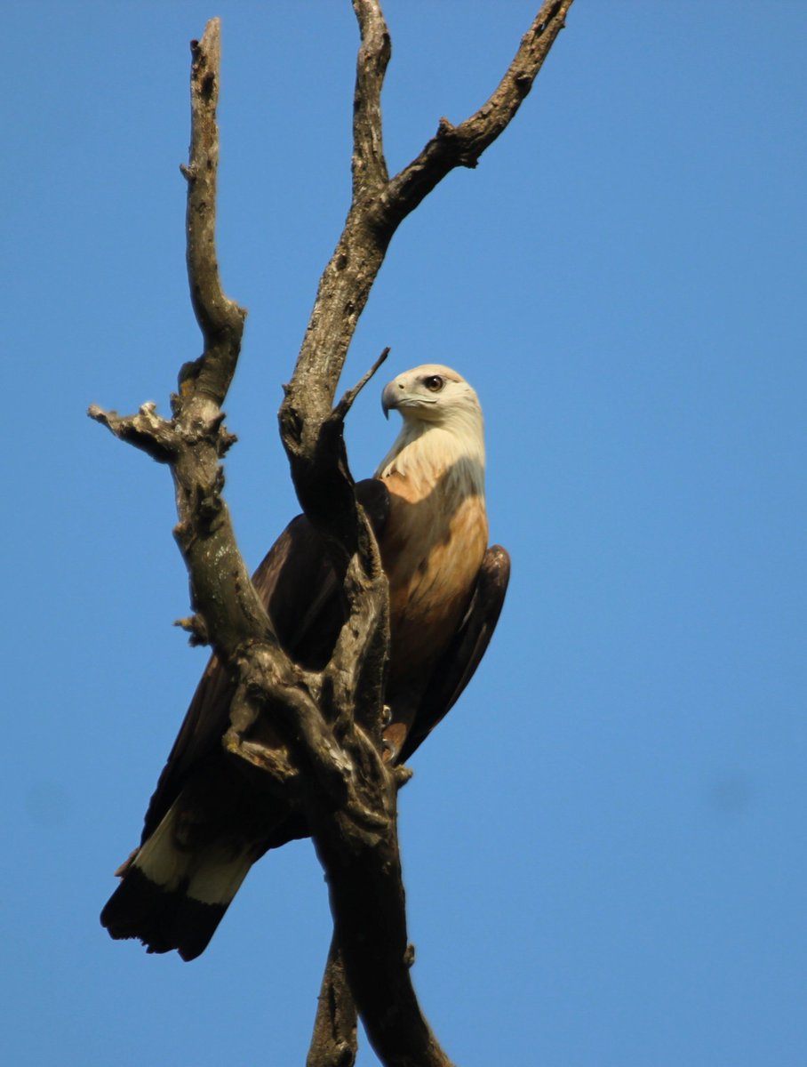 Rajaji National Park and Tiger Reserve tweet media