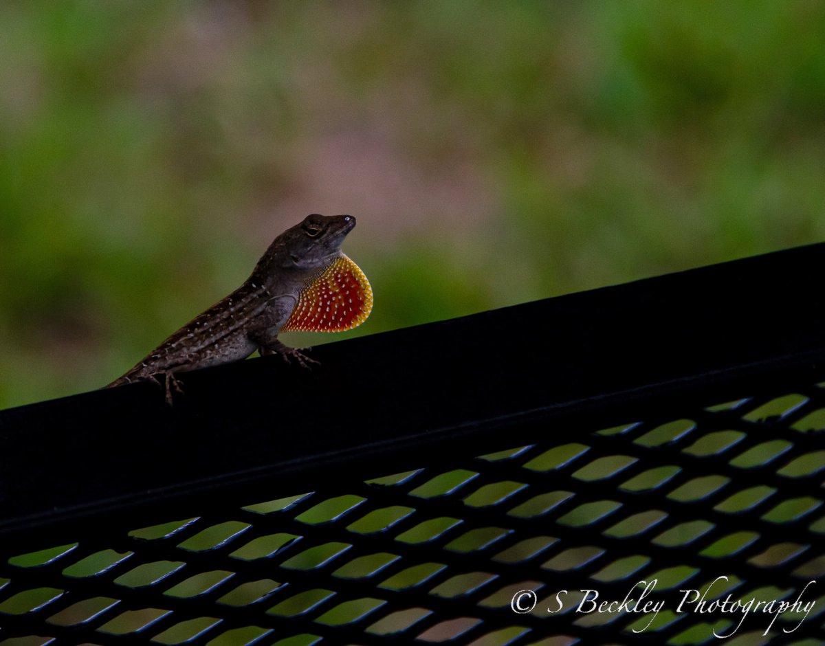 S_Beckley_Photo's tweet photo. Male brown anoles typically use their brightly-colored dewlap as a display to potential mates as well as an indicator of their size to intimidate potential competitors during mating season. #lizard #anole #brownanole #wildlife #wildlifephotography #nature #dewlap #photographer https://t.co/GGgT3O4pzx