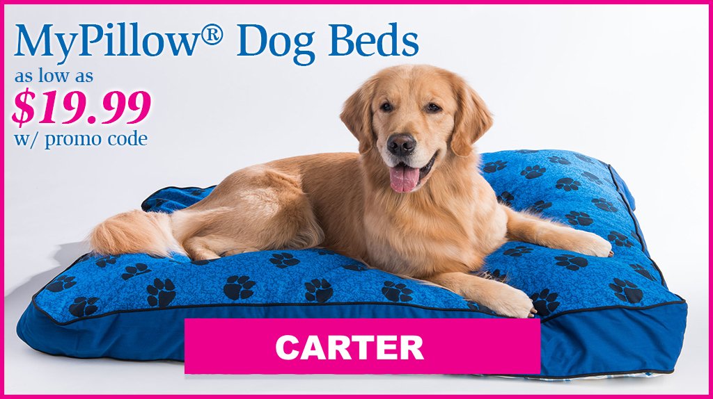 SaraCarterDC's tweet photo. #Ad #MyPillow Dog Beds are made with the same patented fill as a MyPillow to help keep your dog cool and comfortable. The inner bed and removable, zippered cover are both washable and dryable. To get special discount, use promo code: CARTER  https://t.co/j1Pxc5P3C3 https://t.co/ett94JegqO