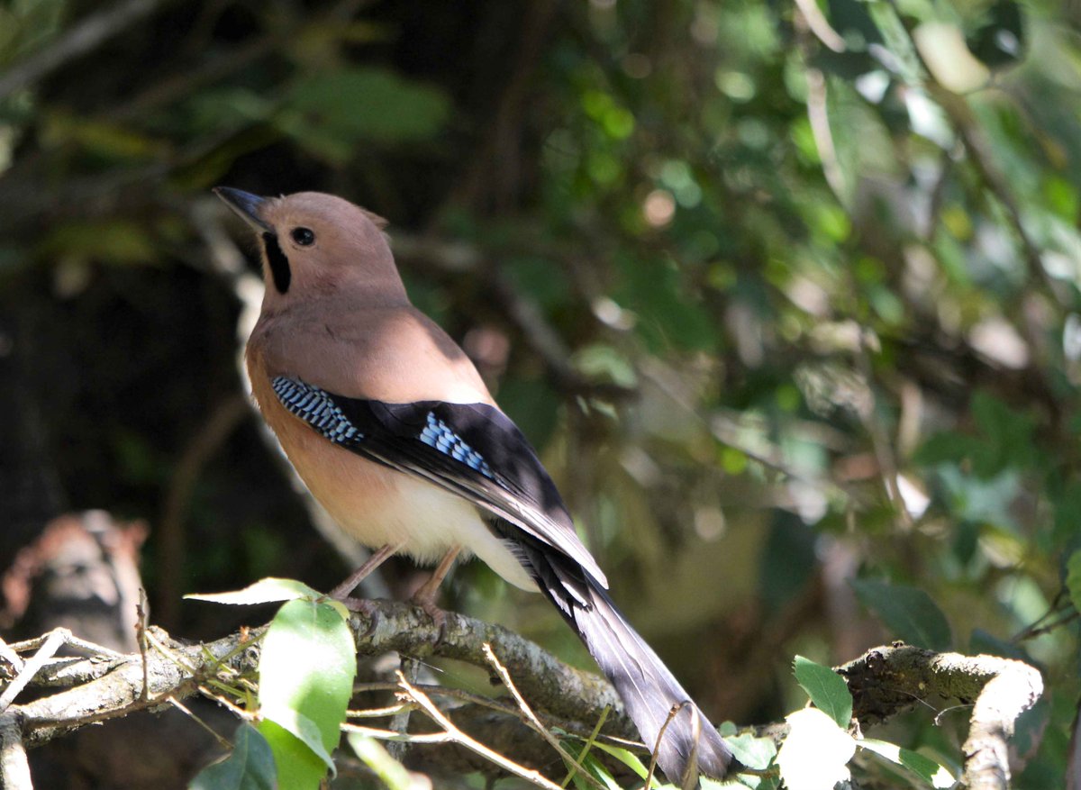 heart_podcast's tweet photo. Yeah it's a Jay. #birdsoflandour #eurasianjay #birds #wildlifephotography #NaturePhotography #birdsofindia #birdsofuttarakhand #birdsinparadise #podcast #podcaster #heartofconservation_podcast https://t.co/HATMUD1jYK