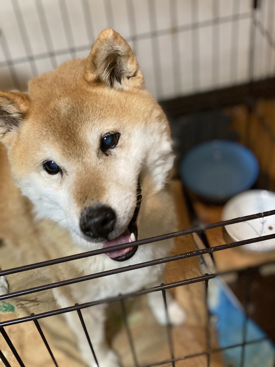 柴犬の大吉 だい 15歳9ヶ月 Shiba Dai Dai Twitter 柴犬の大吉 だい 15歳9ヶ月 Shiba Dai Dai Twitter