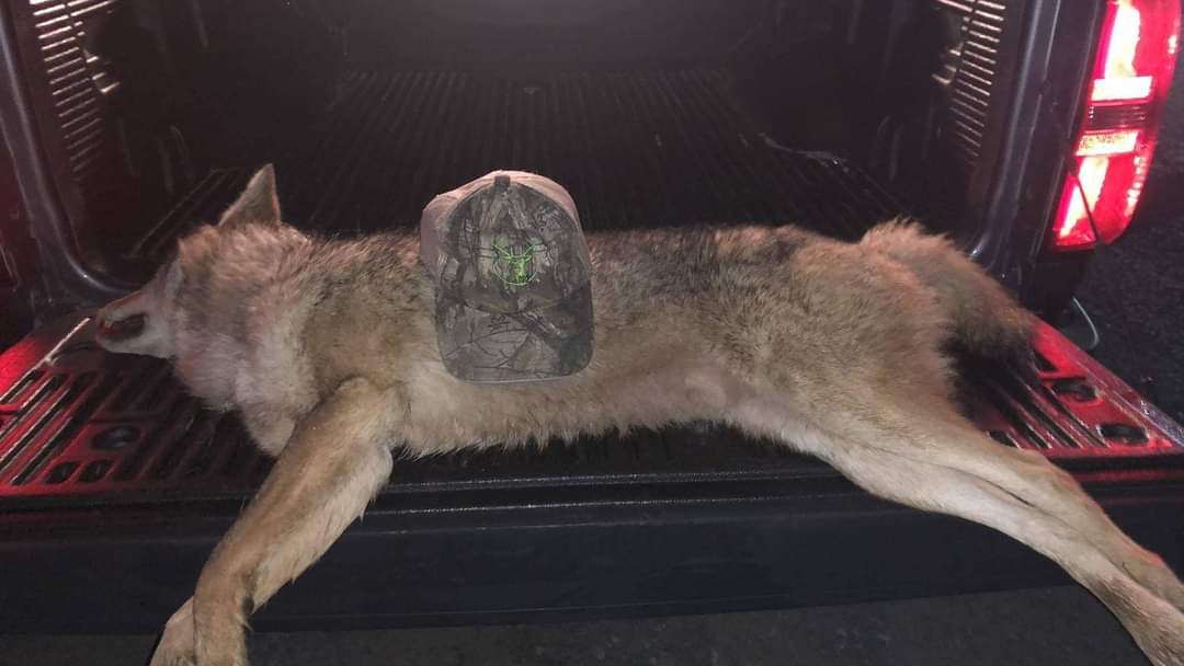 deep_stix_ky's tweet photo. Laying em down in the a PA,  one at a time.   #dso #stealthcam #muddy #gsmoutdoors #scentslammer #coyotegone #coyoteugly #fawnlivesmatter https://t.co/tCDh91t3Jb