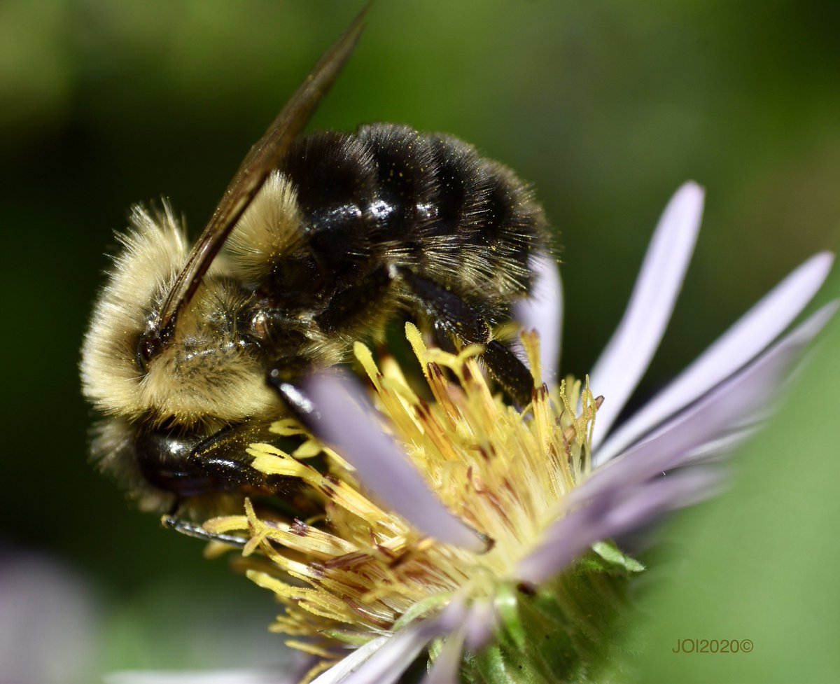 joi_rapture's tweet photo. I didnβt realize it was #WorldBeesWeekend when I appreciated several bumble bees visiting my climbing asters earlier today https://t.co/bF4wZiM97b