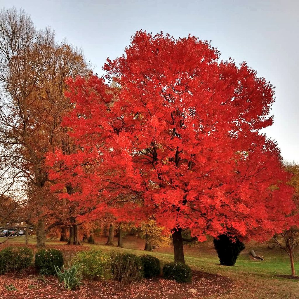 matthech's tweet photo. "The summer sun is faint on them— The summer flowers depart— Sit still— as all transform’d to stone, Except your musing heart.” Elizabeth Barrett Browning  #FallRocks @cincyparks https://t.co/dywuNQZzNZ