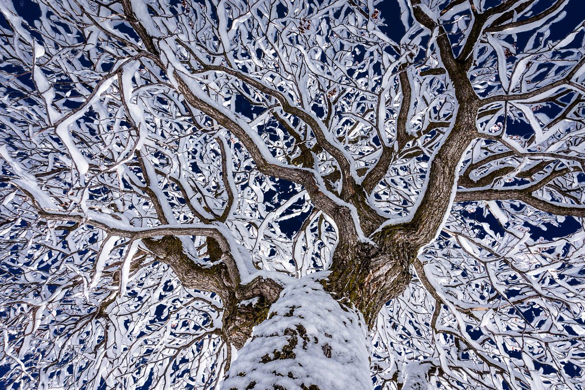 Norway_Pine's tweet photo. Same Tree, 4 Seasons.  Springville, Utah 🇺🇸 https://t.co/cdyDU8pSKr