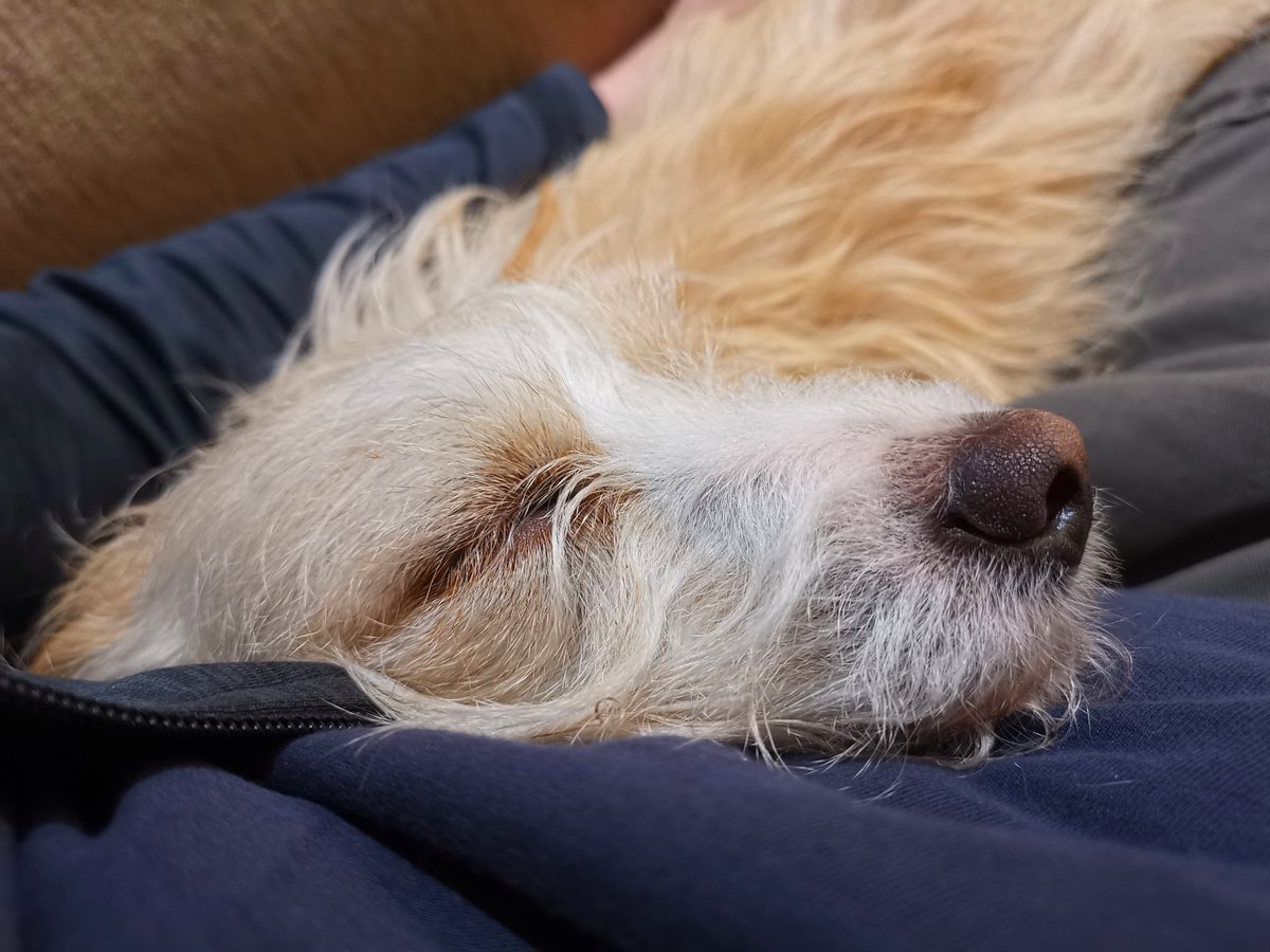geordiemuppet's tweet photo. #AdventurePip all tuckered out. 
It's a hard life being an ever vigilant mountain dog.
#DogsOfTwitter #Dogs #SleepingDogs https://t.co/yuSUedq2eq