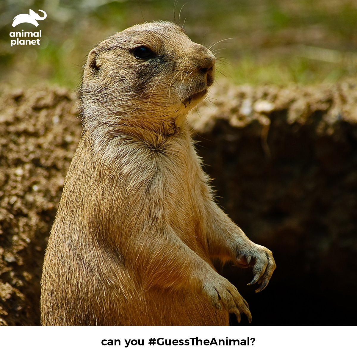 Animal Planet India on Twitter: Animal Planet India on Twitter: