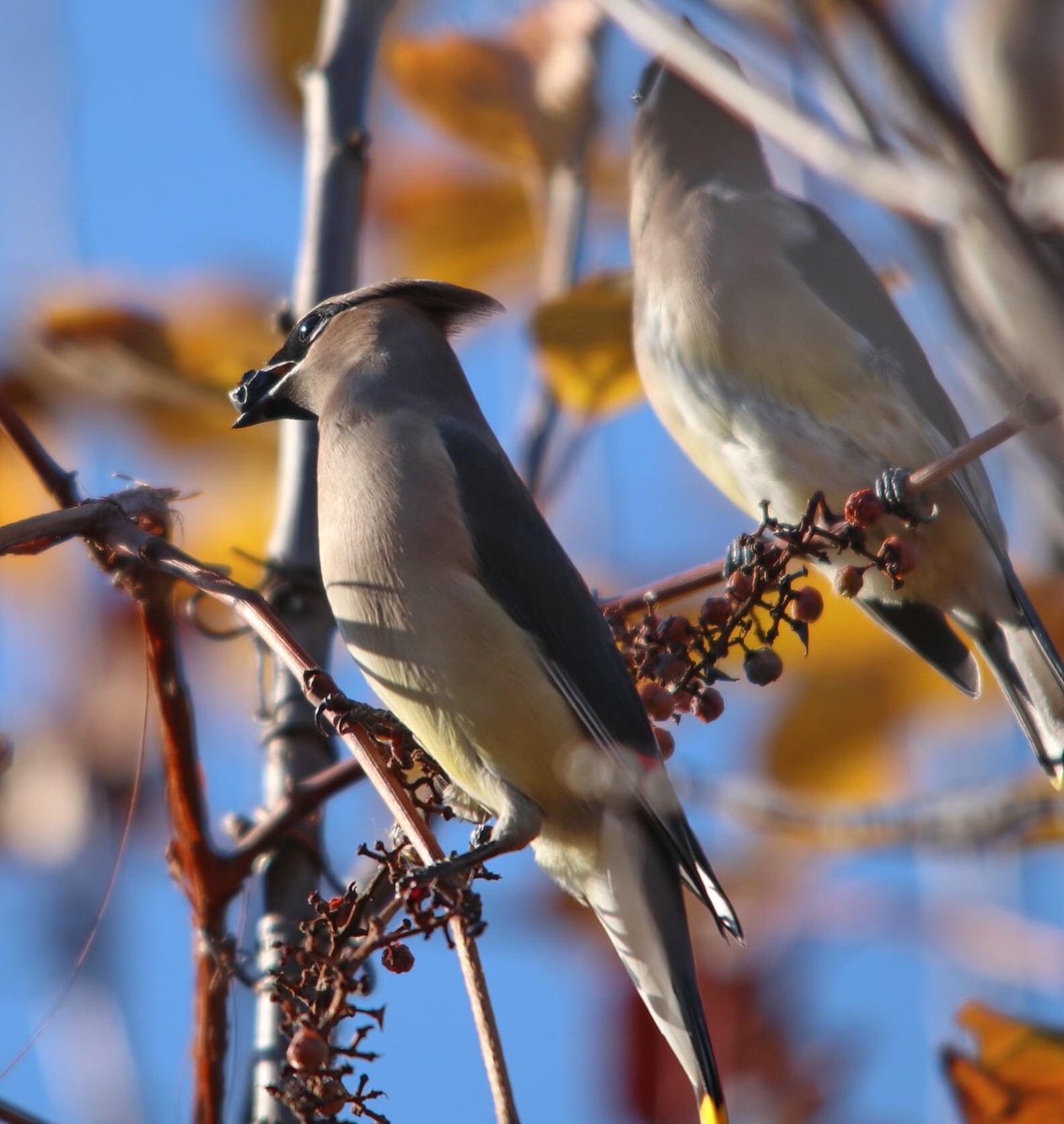 stephfraserpics's tweet photo. This weekend was for the birds! Literally. Nearly 20 C in November, Iβll take it. #birdsofprey #cedarwaxwings #redtailhawks @CanonCanada @NatGeoPhotos @diggerjones27 @conont https://t.co/mjAHsWs5Cg