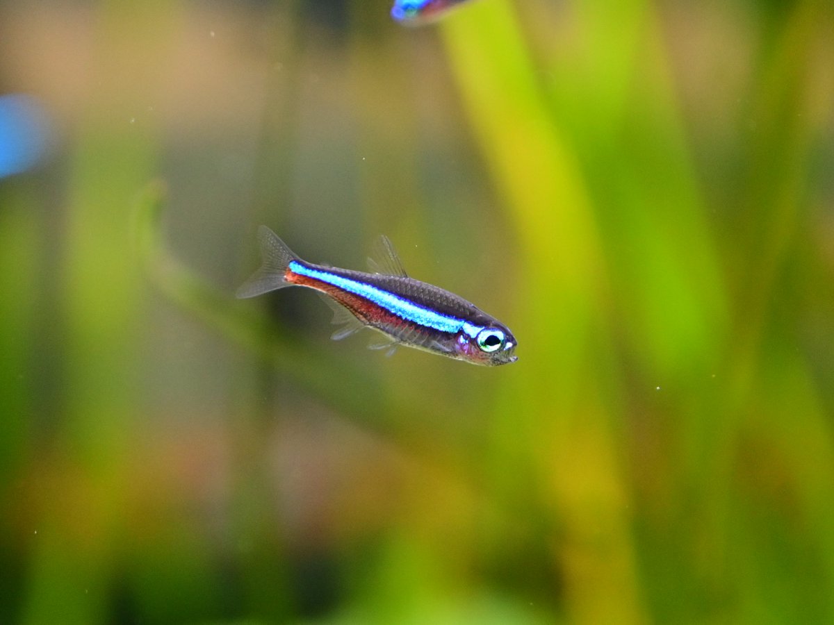 Aquarium Kind 本日は通常通り13時から21時まで営業してしています 写真はネオンテトラ グリーンネオンテトラ カージナルテトラです W 体高等様々な差異がありますが大きな違いとしては青色と赤色の入り方で区別できます