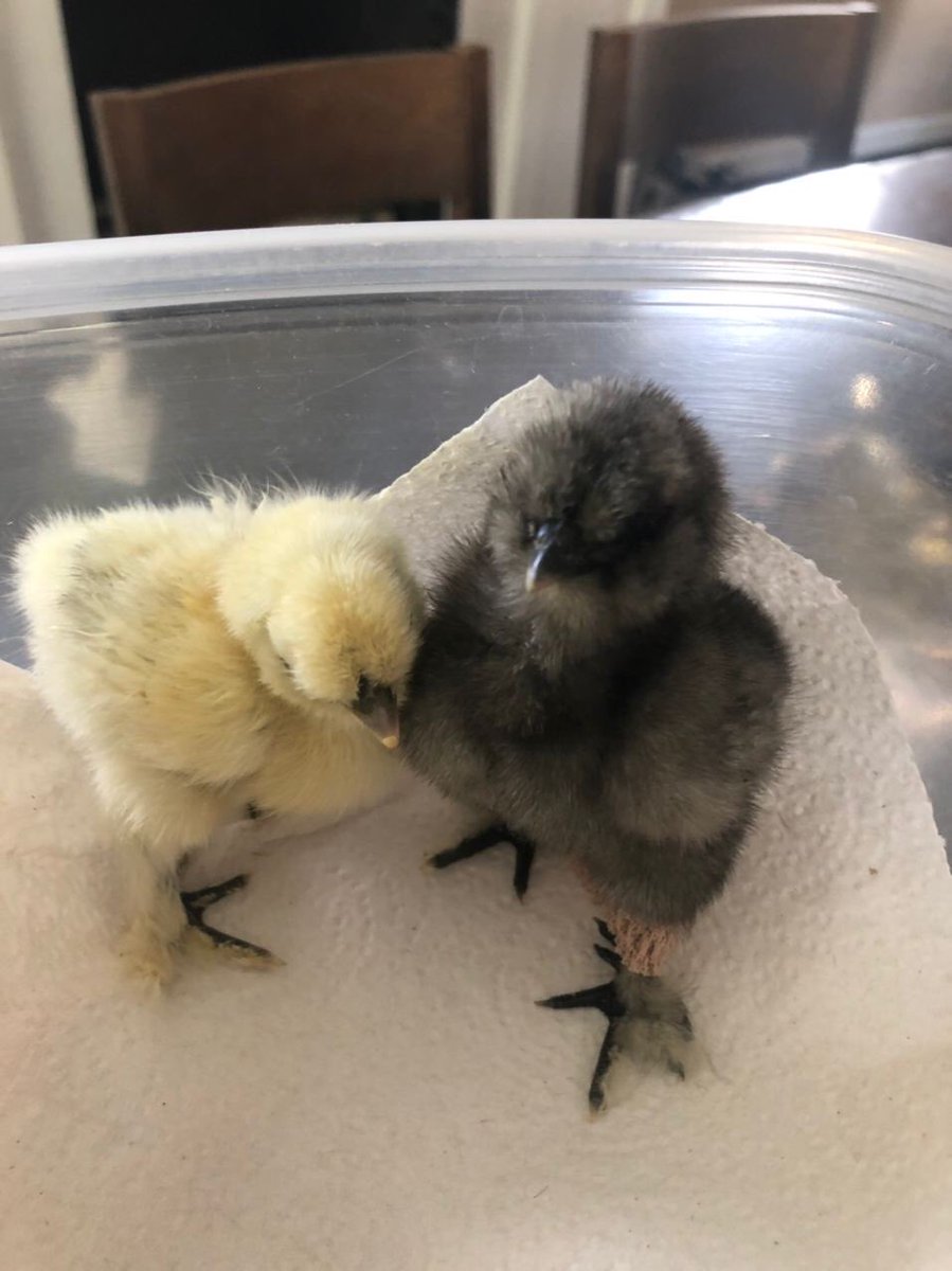 PanChicks's tweet photo. These two nerds as we cleaned out their brooder this morning. Babies. #kakooti #felfel https://t.co/0a3Larbd5v