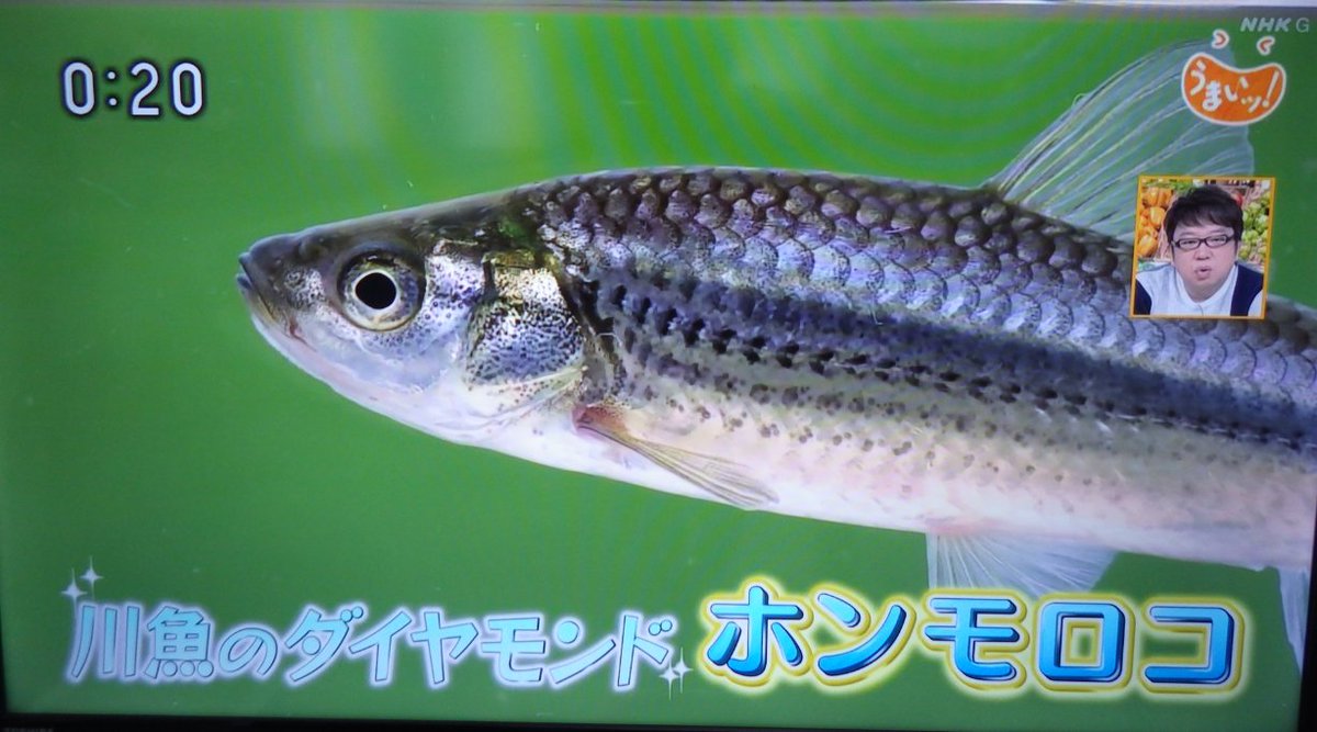 南びわ湖エリア情報 草津ホンモロコ 平成30年度事業終了 淡水魚を食べる体験 を若い世代にしてもらう 牽引役になれるのは琵琶湖八珍の中でもやはり ホンモロコ 安く身近なホンモロコが広く出回り 全国にホンモロコ養殖が広がることは 琵琶湖の 南びわ湖エリア情報 草津ホンモロコ 平成30年度事業終了 淡水魚を食べる体験 を若い世代にしてもらう 牽引役になれるのは琵琶湖八珍の中でもやはり ホンモロコ 安く身近なホンモロコが広く出回り 全国にホンモロコ養殖が広がることは 琵琶湖の