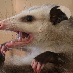 endmeinnit's tweet photo. A little picture of my pet opossum https://t.co/J5ODNRQV4D