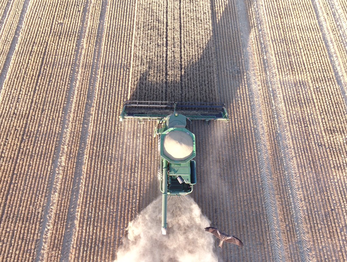 When you get that feeling someone or something is watching you. #Rosalind Barley yielding well <a href="/EldersLimited/">Elders</a> <a href="/InterGrain1/">InterGrain</a> #AgVenger #HawkEye