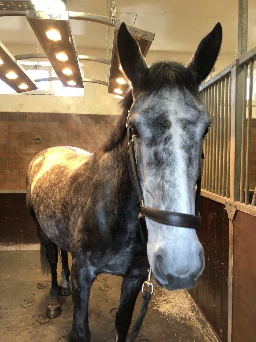 Christmas has come early for us at the Mounted Section. Everyone meet Violet. Violet is a 5 year old Irish Sports Horse. She has a very sweet nature and has settled in really well. We are looking forward to sharing her training videos with you all. #StandTall #PHViolet #NewGirl