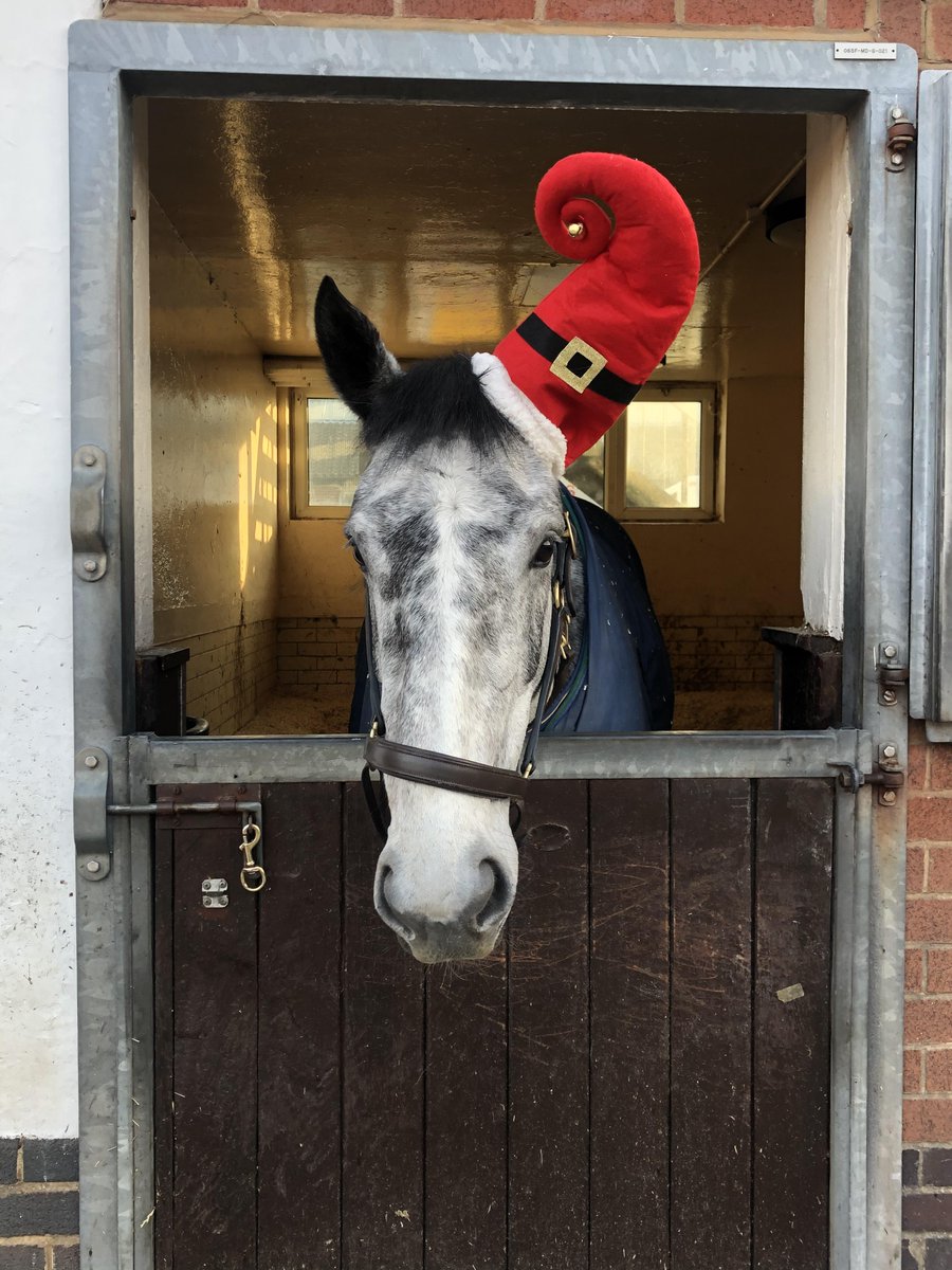 MerPolMounted's tweet photo. Christmas has come early for us at the Mounted Section. Everyone meet Violet. Violet is a 5 year old Irish Sports Horse. She has a very sweet nature and has settled in really well. We are looking forward to sharing her training videos with you all. #StandTall #PHViolet #NewGirl https://t.co/ne7whOmzuB