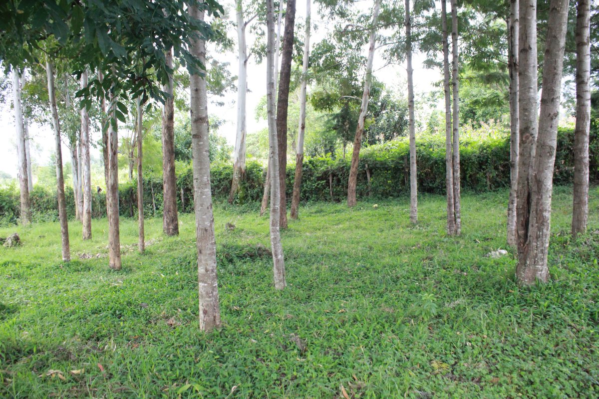 2018aiwo's tweet photo. Indigenous Women's participation in decision making reduces the incidence of illegal harvesting and their presence in forest user groups enhances the capacity to manage and resolve conflicts.
#WomenLead #IndigenousPeoplesDay 
@KiplagatNaiyan @IIFB_indigenous @IinKenya @IAITPTF https://t.co/T0nqYofiNZ