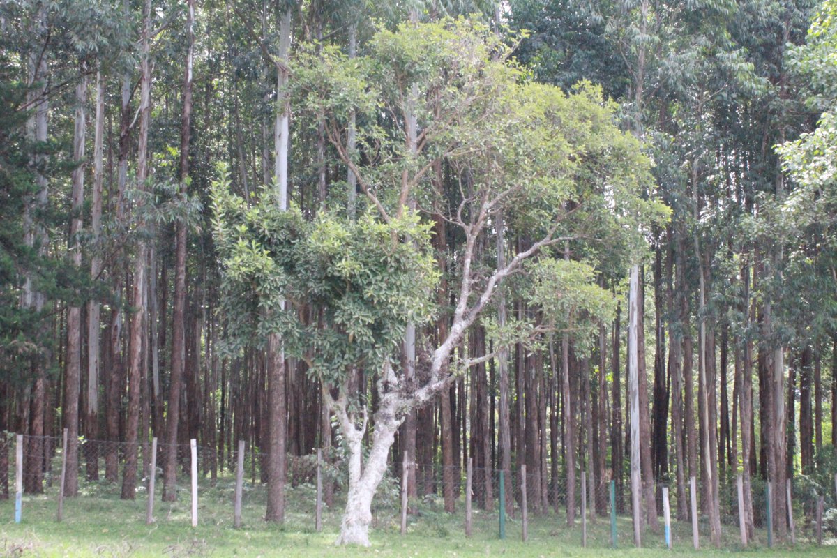 2018aiwo's tweet photo. Indigenous Women's participation in decision making reduces the incidence of illegal harvesting and their presence in forest user groups enhances the capacity to manage and resolve conflicts.
#WomenLead #IndigenousPeoplesDay 
@KiplagatNaiyan @IIFB_indigenous @IinKenya @IAITPTF https://t.co/T0nqYofiNZ