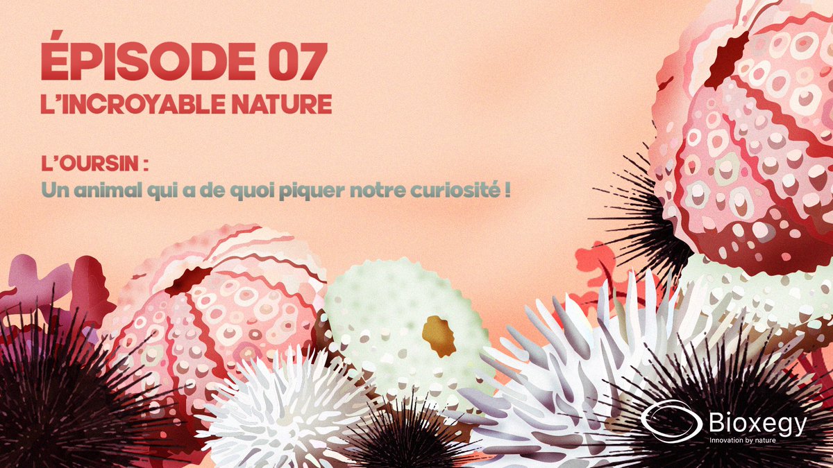 L’oursin, nouveau champion de l’#écologie ? Réponse dans le nouvel épisode de notre #podcast <a href="/bioxegy/">Bioxegy</a> ! Rdv sur Apple Podcast et sur Spotify.
#technologie #innovation