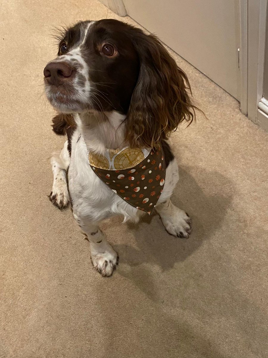 StMichaels_WV3's tweet photo. Look at Oakley modeling a pet bandanna made by our Year 6 Conker trust to raise money for @Bham_Childrens and @Compton_Care https://t.co/IzTPYIAWe0