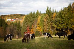 Tele2 IoT tweet media