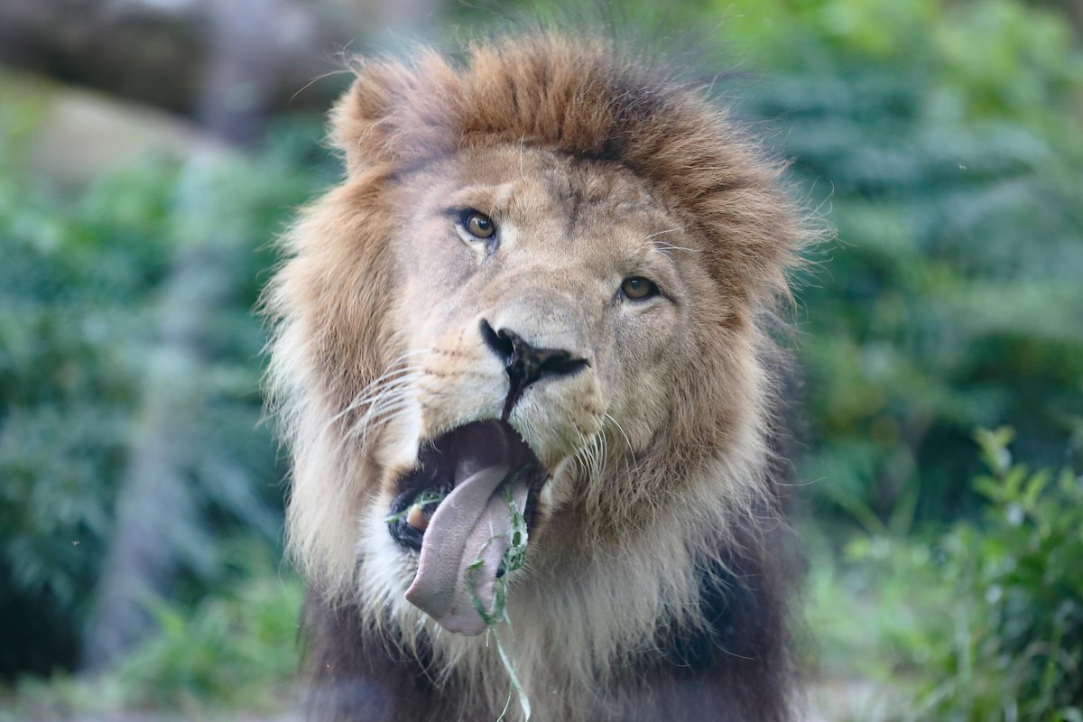 Masaya よこはま動物園ズーラシアのライオン Lion 草を食べています 美味しそうな表情ではないですね 動物園 よこはま動物園ズーラシア Lion 動物 ライオン ズーラシア