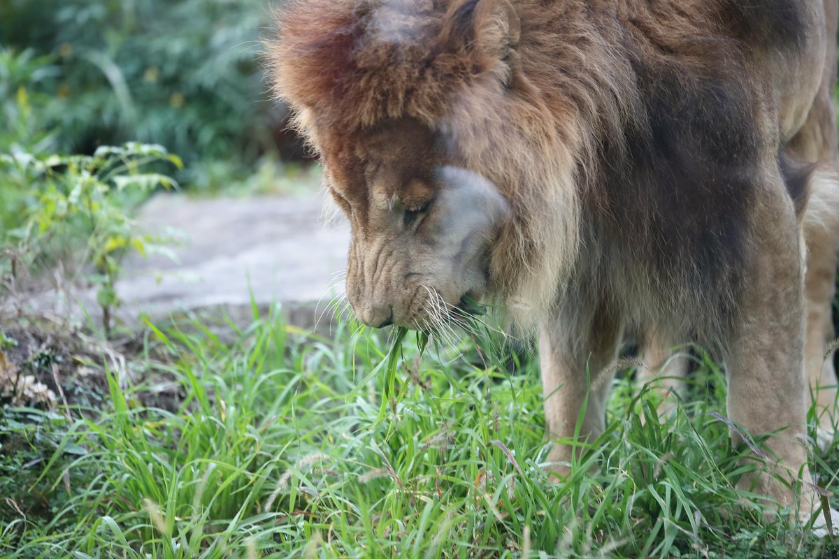Masaya よこはま動物園ズーラシアのライオン Lion 草を食べています 美味しそうな表情ではないですね 動物園 よこはま動物園ズーラシア Lion 動物 ライオン ズーラシア