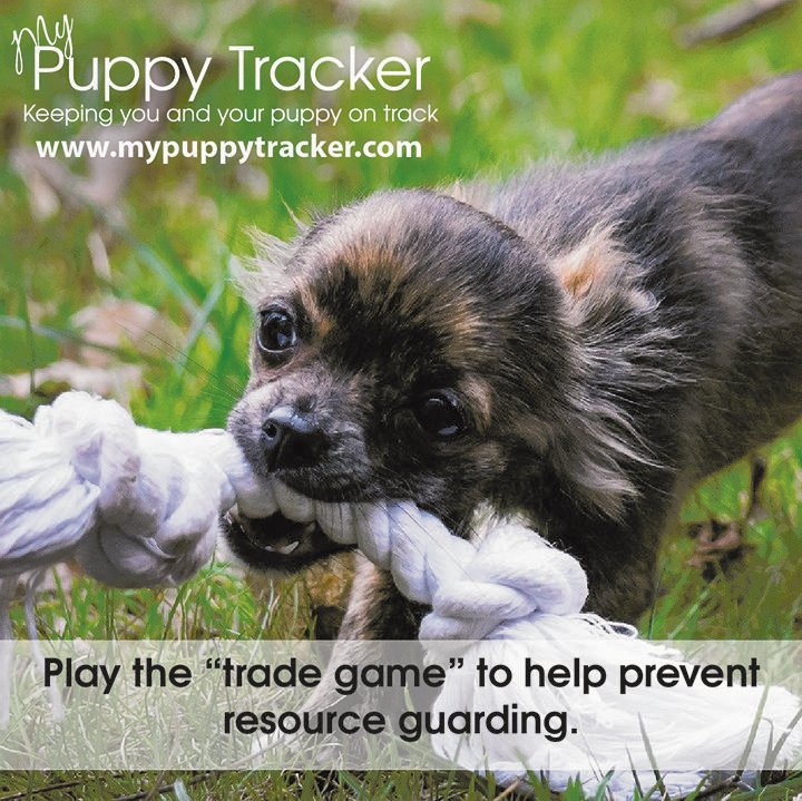 PuppyTracker's tweet image. With a new puppy or dog, always TRADE UP. Give your pup a toy and play for a bit, then put a yummy treat on their nose and say "drop it", take away the toy and REWARD with the treat, then give them back the toy. Repeat frequently.
#ResourceGuarding #DogTraining #GoodPuppy