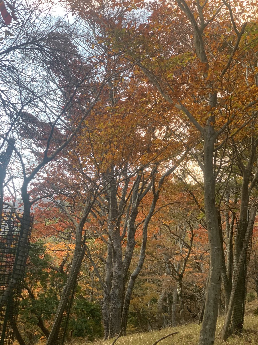 今日は神奈川県の大山を登って来ましたー❗️
クリストファーは◯十年ぶりの登山‼️😅
ケーブルカーもあるけど、使わず
色付いていて気持ちよかったー✨
10時に出て、今までかかったけど真っ暗な大山もなかなかだったー
#大山登山
#紅葉
#もみじ狩り
#大山阿夫利神社