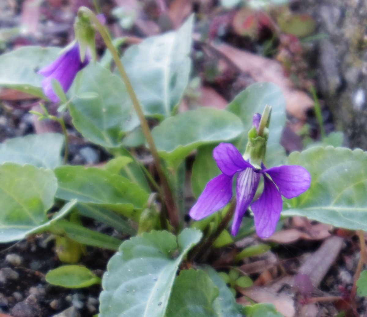 紫の花 Twitter Search